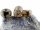 Agate - rondelles, 10x14 mm, gris avec motif noir, 3 pcs /5263s