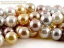 Cordon - Perles de coquillage, 16mm, multicolore /1156