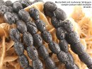 Lava strand - olive shape 15x20 mm black, length 40 cm /5082