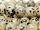 Jasper dalmatian strand - 8 mm, beige black /5540