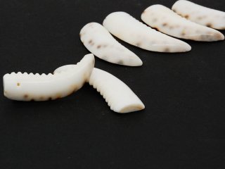 Two pierced shells for jewellery